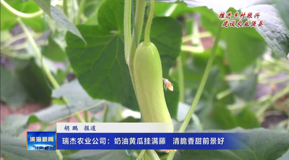 【推進(jìn)鄉(xiāng)村振興?建設(shè)農(nóng)業(yè)強(qiáng)縣】瑞杰農(nóng)業(yè)公司
