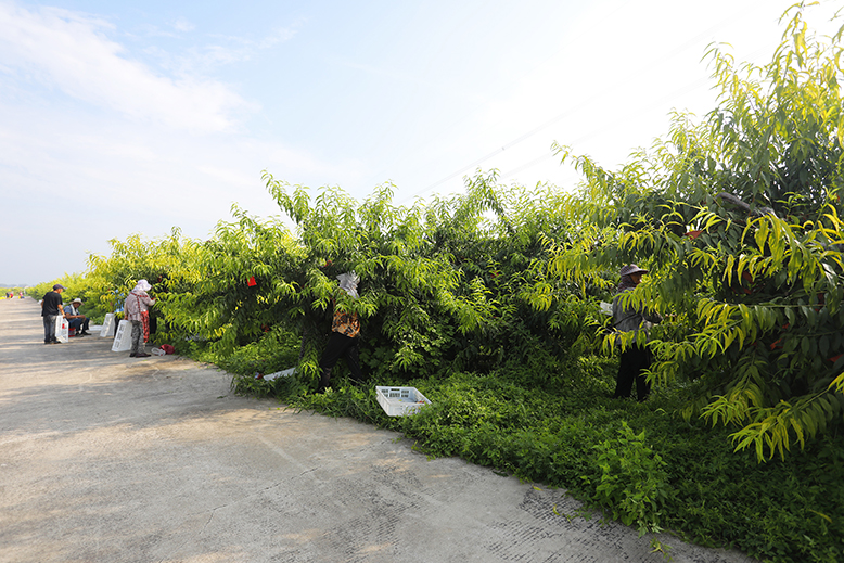 縣農(nóng)業(yè)園田園墨歌綠色生態(tài)果園黃桃迎來(lái)豐收季